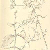 30. LINOSTOMA calophylloides.