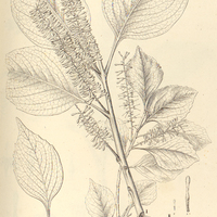 31. RHOPALA Gardneri. II. RH. lucens.