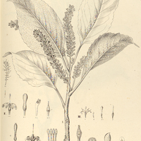 32. I. RHOPALA brasiliensis. II. RH. rhombifolia. III. RH. Martii.