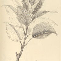 33. RHOPALA POHLII ?. simplicifolia.