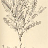 34. ADENOSTEPHANUS incana.