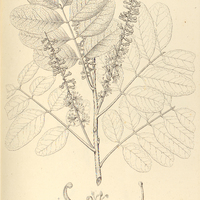 35. ADENOSTEPHANUS Organensis.