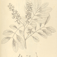 36. ADENOSTEPHANUS Bahiensis.