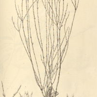 37. THESIUM aphyllum.