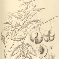 38. MYRISTICA fragrans.