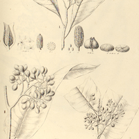39. MYRISTICA I. platÿsperma, mas. II. sebifera, fem.