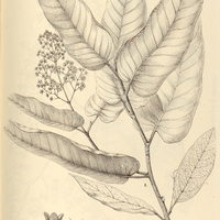 40. MYRISTICA I. sebifera mas, II. debilis mas.