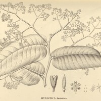 40. (bis) MYRISTICA therodora.