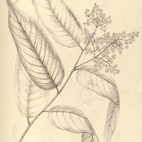 41. MYRISTICA cuspidata mas.