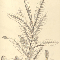 42. MYRISTICA surinamensis, mas.