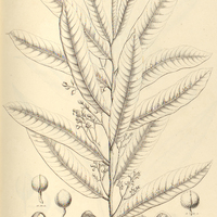 43. MYRISTICA surinamensis, fem.