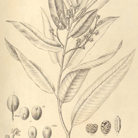 44. MYRISTICA officinalis, mas.