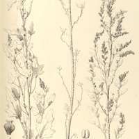 45. CHENOPODIUM hirinum.