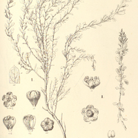46. CHENOPODIUM I. spathulatum, II. retusum.