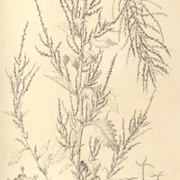 47. CHENOPODIUM anthelminticum.