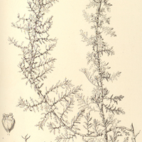 48. ROUBIEVA multifida.