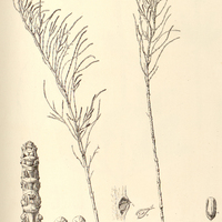 49. SALICORNIA Gaudichaudiana.