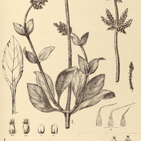50. FROELICHIA I. tomentosa, II. Humboldtiana.