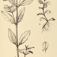 51. TELANTHERA philoxeroides cum varietatibus.