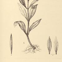 52. TELANTHERA philoxeroides I. var. acutifolia, II. analysis.