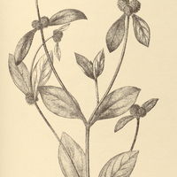 53. TELANTHERA Regelii.