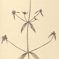 54. TELANTHERA minutiflora.
