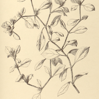 55. ALTERNANTHERA Achyrantha var. ? leiantha.
