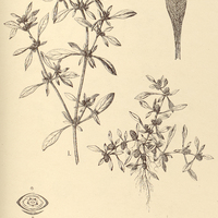 56. ALTERNANTHERA I. paronychioides, II. pilosa.