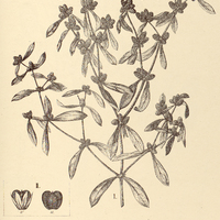 57. ALTERNANTHERA I. tomentella, II. sessilis.