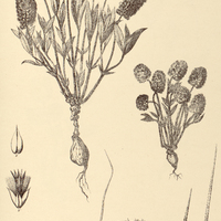 58. GOMPHRENA jubata.