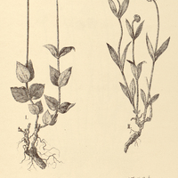 59. GOMPHRENA I. lanata, II. gnaphalioides var. ?.