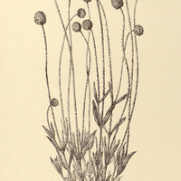 60. GOMPHRENA gnaphalioides var. ?.