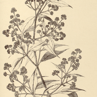 61. GOMPHRENA holosericea.
