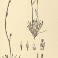 62. GOMPHRENA marginata.