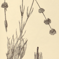 63. GOMPHRENA Riedelii.
