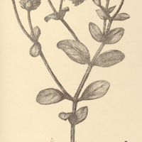 64. GOMPHRENA Schlechtendaliana.