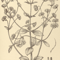 65. GOMPHRENA Regeliana.
