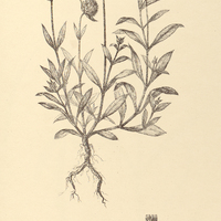 66. GOMPHRENA celosioides.