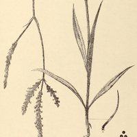 67. GOMPHRENA graminea.