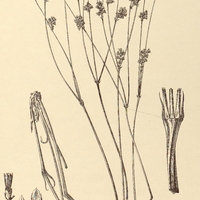 68. GOMPHRENA aphylla.