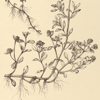 69. IRESINE portulacoides.