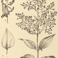 70. IRESINE spiculigera I. ?, II. ?.