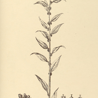 71. BANALIA Brasiliana.