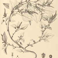72. EUXOLUS caudatus.