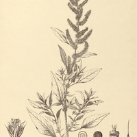73. AMARANTUS hypochondriacus.