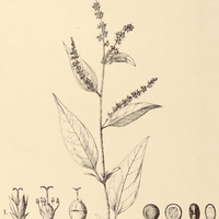 74. CHAMISSOA I. Maximiliani, II. Blanchetii.