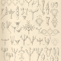 1. LORANTHEAE. Inflorescentiae.