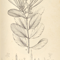 2. PSITTACANTHUS I. brachynema, II. clusiaefolius.