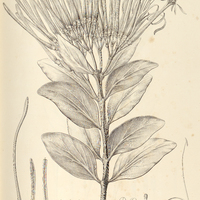 3. PSITTACANTHUS robustus.