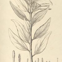 4. PSITTACANTHUS Warmingii.